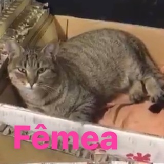 人馴れしている可愛いキジトラさん