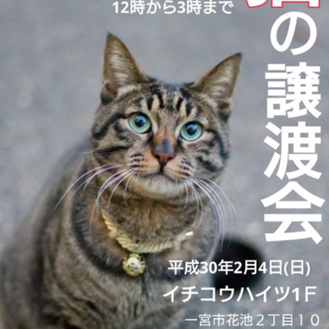 いちのみや地域猫の会のカバー写真