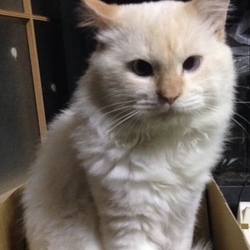 2月12日(祝)に、愛知県豊川市で猫の譲渡会！