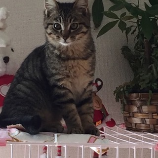 子猫くん(チェリーアイ１回なりました)