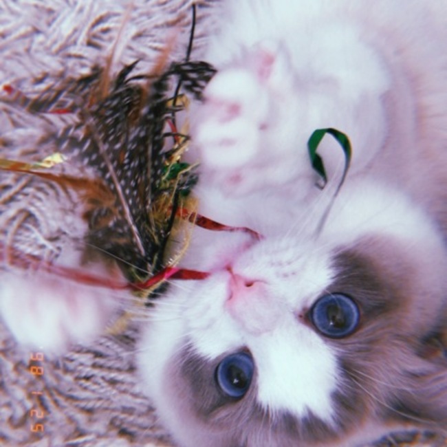 れいなにゃんのカバー写真