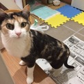 約1歳の美人猫ちゃん