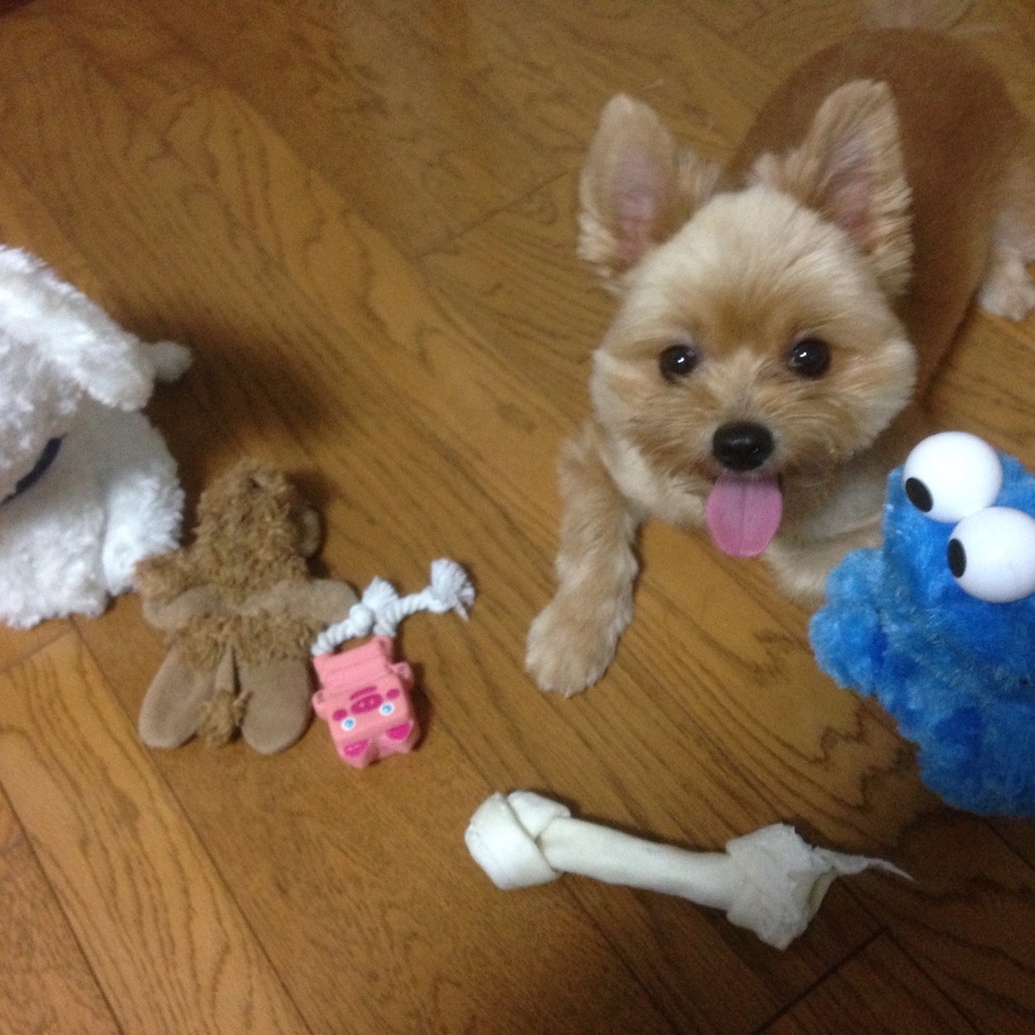 ルーニーのカバー写真