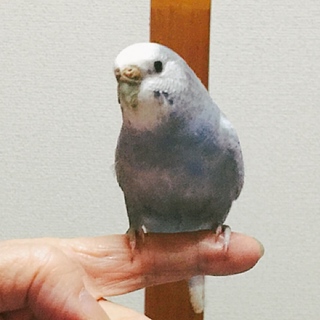 昨年９月生まれのセキセイインコの女の子