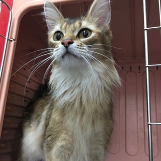 ずっとのお家を 募集中