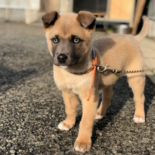 三重県のM様に決まりましたモカ君