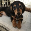 ミニチュアダックスフンド子犬です！