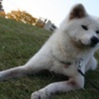 心優しい秋田犬　あっきぃです