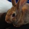 子うさぎの里親募集 サムネイル2