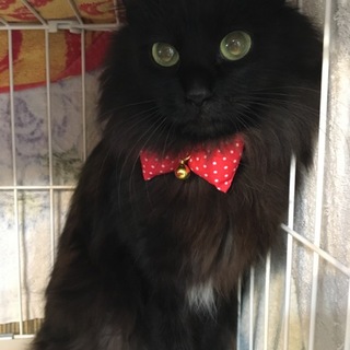 黒猫 “応募多数の為締め切りました。