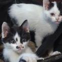 子猫2匹貰ってください