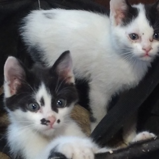 子猫2匹貰ってください