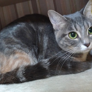 [代理投稿]　サビ・キジ柄（グレー）小さな女の子