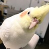 さろ