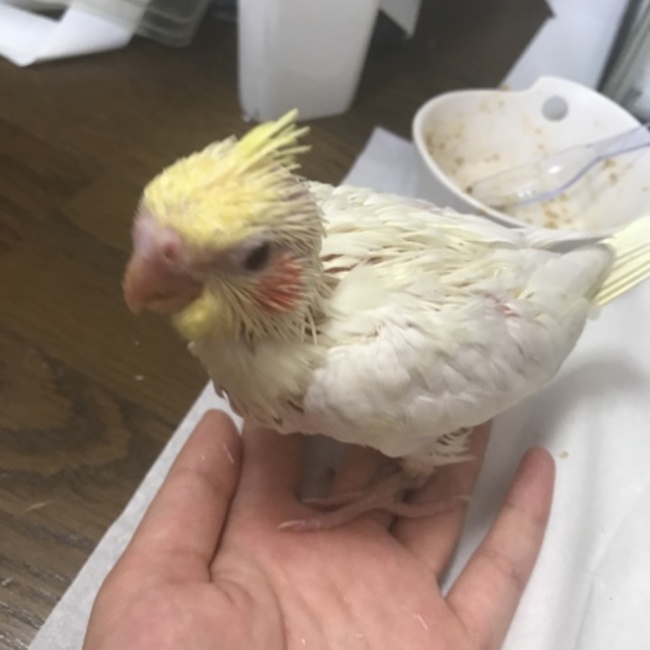 さろのカバー写真