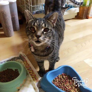 可愛い膝のり猫ちゃん