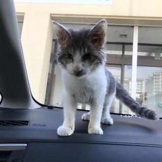 盲目の子猫 11日まで！急募！！