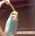 セキセイインコ　男の子2歳