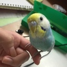 セキセイインコ　男の子2歳 サムネイル2