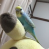 セキセイインコ　男の子2歳 サムネイル3
