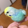 セキセイインコ　男の子2歳 サムネイル4
