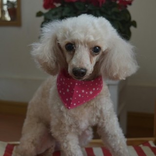 私を家族の一員にしてくれるおうちを探しています…