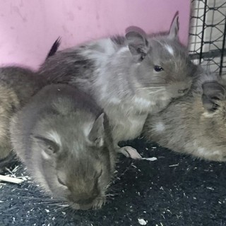 里親さま決定しました！