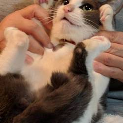 「抱っこ（冬バージョン）」サムネイル1