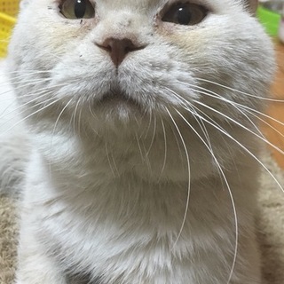 おっとり甘えん坊のスコ