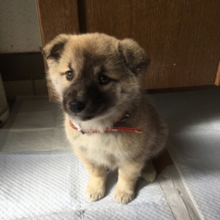 里親になってくださる方を探しています！