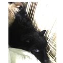 里親決定有難うございます！怯えている野犬子犬