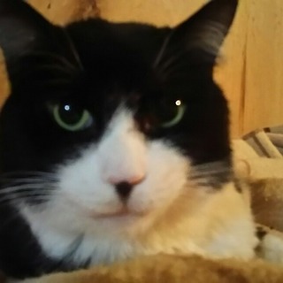 排尿介護が必要ですが、人大好きなジェントルくんです