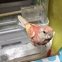アキクサインコ★幼鳥☆おしゃべりします(*^^)v
