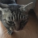 トラにゃんこちゃん