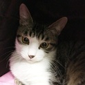 虐待される恐れがあり保護した兄妹猫！