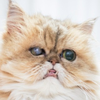 取下げ：ぺろちゃん（多頭ペルシャNo.70）