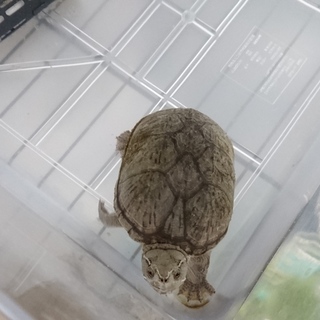 ミシシッピニオイガメ