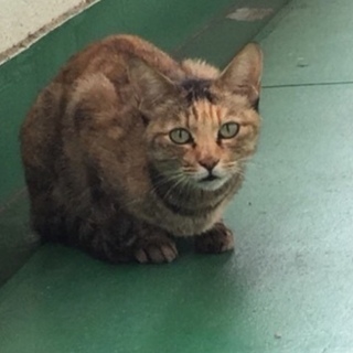 とても人懐っこい猫さんです