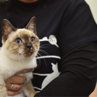 シャムミックス美猫【雪苺】