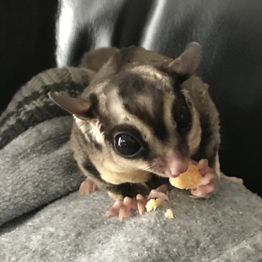 ママの肩でクッキー食べてます。