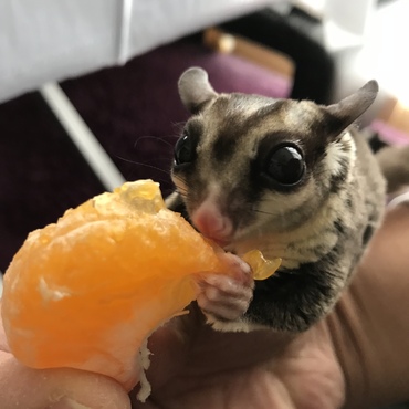 冬はミカンとリンゴが大好き(^○^)