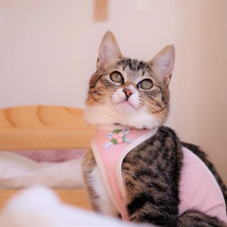 白ソックスをはいたかわいい♡キジ白女の子