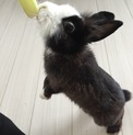 ミニウサギ♂2歳