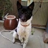 おそぎ