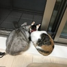 まめまめしおり