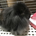 ライオンロップ