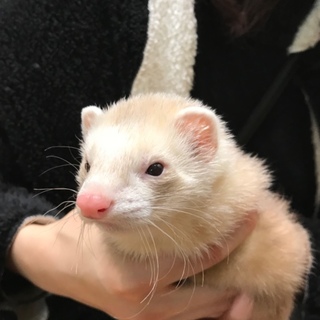 生後4ヶ月！人懐こいパスバレイフェレット