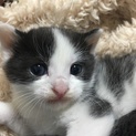 白黒ハチワレの子猫里親募集します。