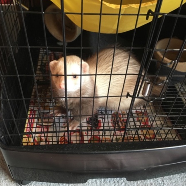 雄鬼のカバー写真