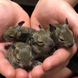 イブ産まれのデグーベイビー